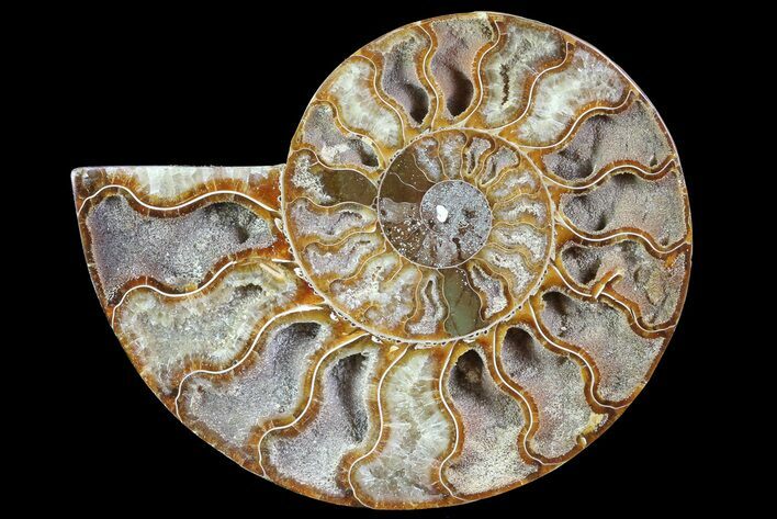 Agatized Ammonite Fossil (Half) - Madagascar #83815